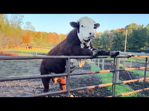 The Funniest ANIMALS of 2026 So Far 😂 NEW Funny Animal Videos!