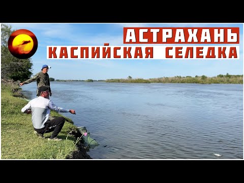 НАДО ИСКАТЬ КОСЯК! АСТРАХАНЬ И СЕЛЕДКА / В ПОИСКАХ ЕРША И АСТРАХАНСКИЙ КЛЕВ