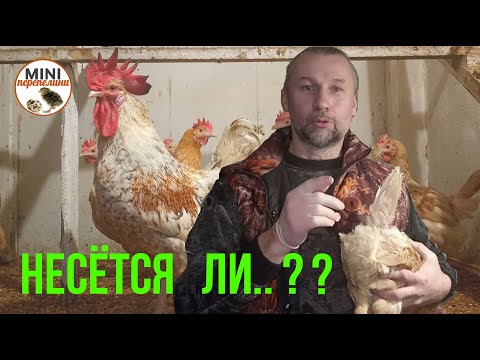 Самый эффективный способ определения яйценоскости курицы. Отбраковка.