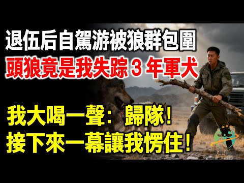 退伍後自駕遊被狼群包圍,頭狼竟是我失蹤3年的軍犬,我大喝一聲:歸隊!接下來一幕讓我驚呆!