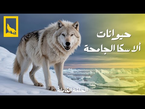 أشرس كائنات ألاسكا: منافسة من أجل البقاء في البرية المتجمدة | البرية الجامحة | وثائقي