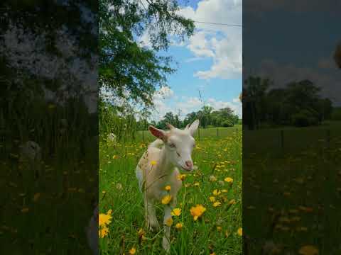 お花畑と子ヤギのユキちゃん