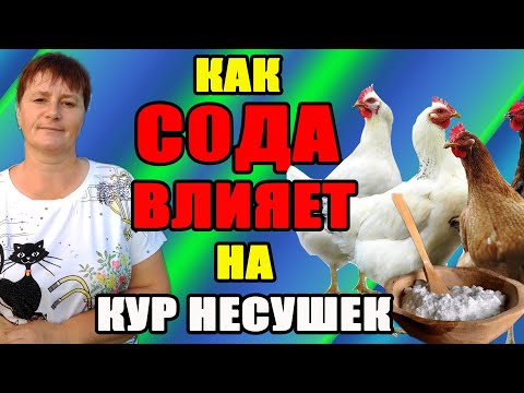 Как СОДА влияет на кур несушек. Как правильно применять соду.