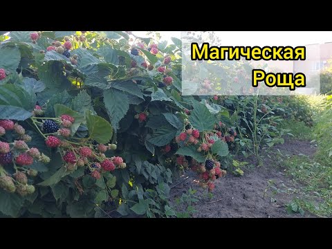 Ежевика Блэк Мэджик. Шикарный любительский сорт