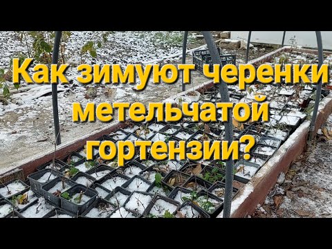 Как зимуют черенки гортензии?