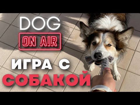Собака не играет с вами 🎙️ реальные ошибки в игре