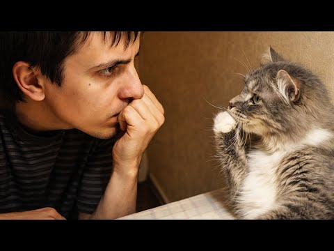 When Your Cat Mimics You Perfectly 😂 Funny Cats and Humans