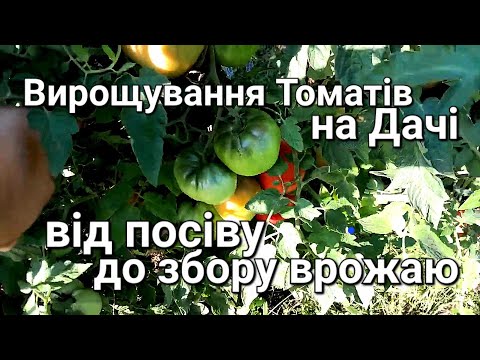 Цілий сезон вирощування помідорів в одному відео