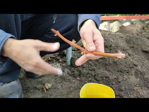 Посадка винограда черенком WhatsApp +79885453295.тел.89085079306