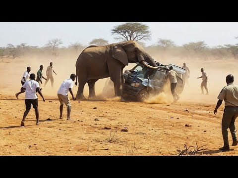Safaris Qui Se Sont Horriblement Mal Passés