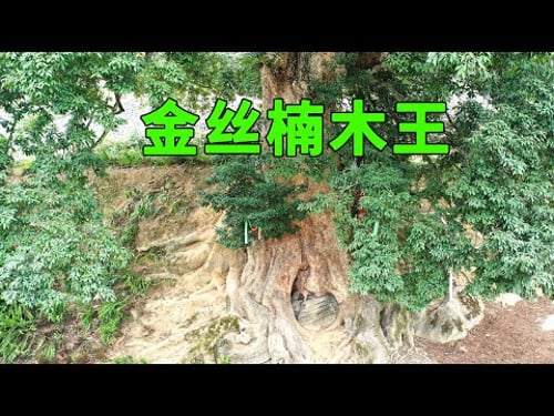 重庆发现8一棵千年金丝楠木树,最大一棵有1500多年历史,价值连城