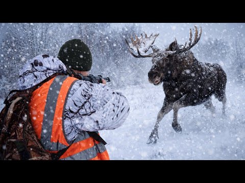 Elk Hunt. The animal came straight at me! I got enough meat for a year.