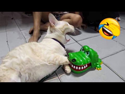 Funniest Cats of the Year ๐น 2025 |๐ผ๐ถTry Not To Laugh๐