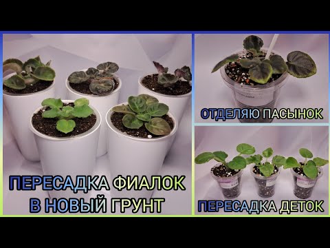 Что погубило коллекцию? Пересадка фиалок. Пасынок. Пересадка деток.