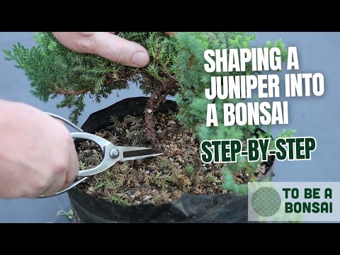 Shaping a Young Juniper into a Bonsai / Step-by-Step.