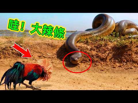 蛇最強剋星|原來在這些高智商動物面前,毒蛇就是美味可口的辣條#蛇的剋星 #蛇的天敵 #蛇 #世界之最 #王宇觀地球