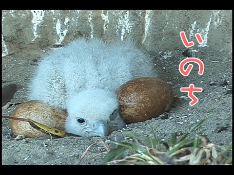 Peregrine falcon's parenting love『隼・幼鳥・卵』
