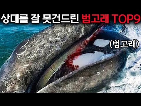 범고래 무리가 혹등고래를 잔혹하게 죽이는 순간