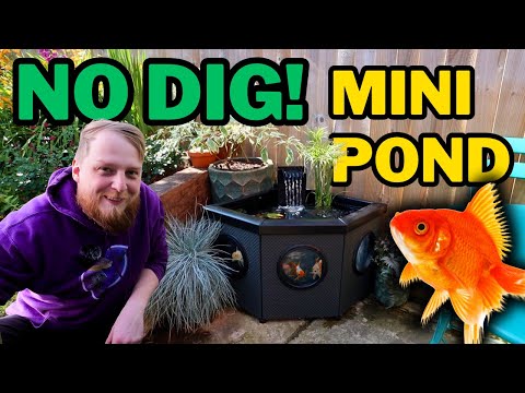 Creating a relaxing MINI PATIO POND for fancy goldfish.