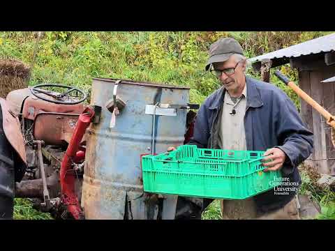 Processing Black Walnuts