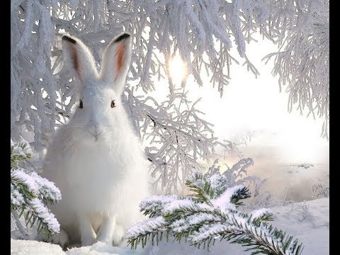 Как сделать петлю на зайца из тросика