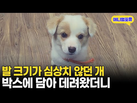 발 크기가 심상치 않던 강아지, 도저히 지나칠 수 없어 데려왔더니 I KBS 동물극장 단짝 231209 방송