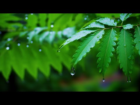 Healing Piano Music & Flowing Water Sounds for Relaxation, Sleep & Spa Therapy