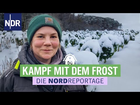 Frost, Schnee und knackiges Gemüse - Ernte-Winter im Norden | Die Nordreportage | NDR