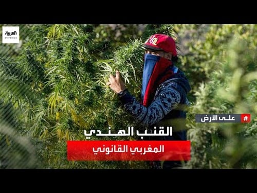 ظلت في المغرب نبتة غير قانونية حتى فرضت السلطات المغربية شروطا صارمة للزراعة القانونية للقنب الهندي