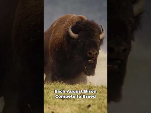Full Ep. on Youtube. I spent a couple weeks filming the bison rut in Yellowstone. #wildlife #bison