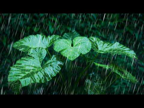 Relax with Rainstorm on Forest Leaves | White Noise Rain Sounds for Sleep