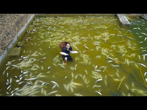 Thousands of fish suddenly died, without any reason, Duong lost everything overnight.