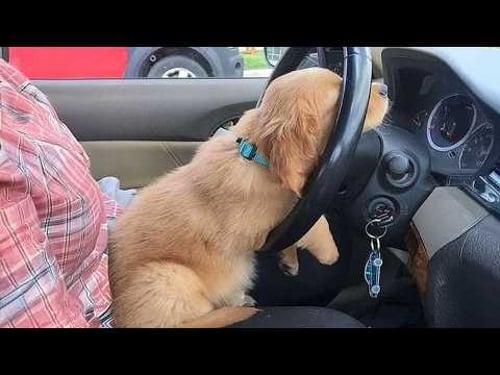 New FUNNY PUPPIES 2025 will make you LAUGH YOUR HEAD OFF😂