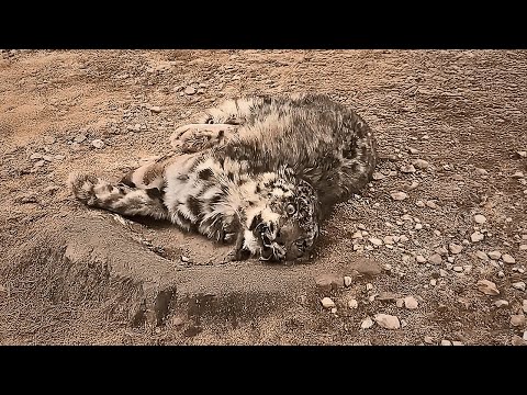 Skinny body full of wounds, the exhausted snow leopard cub lay on the cold hill waiting for its end