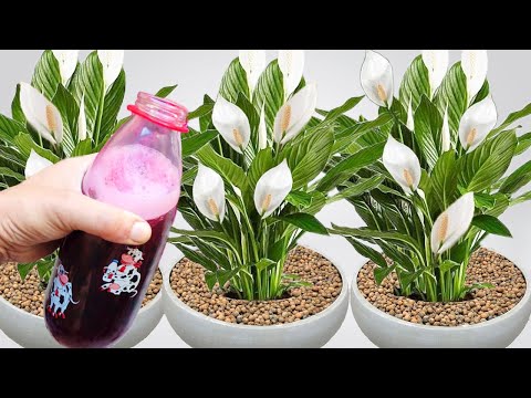 APENAS 1 GARRAFA FAZ EXPLODIR DE TANTO FLORIR (Qualquer planta)