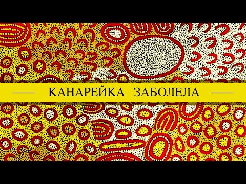 Канарейка заболела, плохо дышит, понос, сидит на месте. Чем помочь, как лечить?