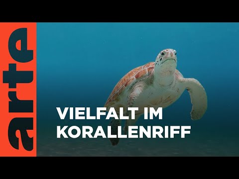 Korallen und Minihirsche im Süden | Unbekanntes Florida | ARTE Family