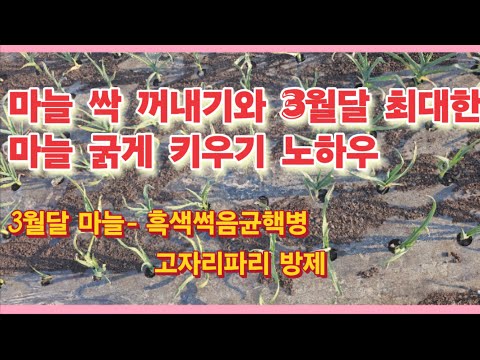 마늘 월동 후 싹 꺼내기(유인작업) 시기, 3월달 병해충 관리, 웃비료 성분 중요성, 물관리 만 잘하면 최대 굵게 키우는 재배방법(농사의신)