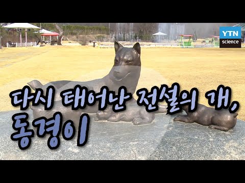 다시 태어난 전설의 개, 동경이 / YTN 사이언스