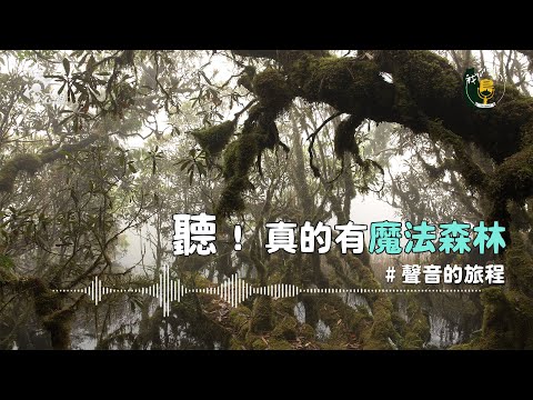 【聽見雲霧帶】登上棲蘭山|🎙️ 公視我們的島Podcast|聲音的旅程01】