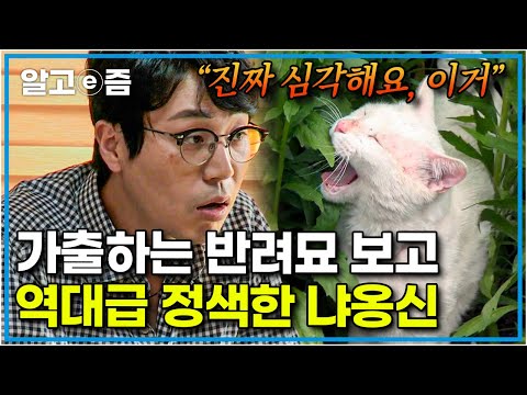 "지금 가볍게 볼 상황이 아니에요" 툭 하면 집 나가서 길냥이들과 싸움까지 하고 돌아오는 외출냥을 본 냐옹신의 따끔한 한마디|고양이를 부탁해|알고e즘
