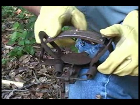 How to set a foothold trap for bobcat, coyote, and fox