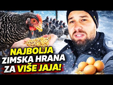 Najbolja hrana za koke zimi – Savršena smjesa za više jaja!