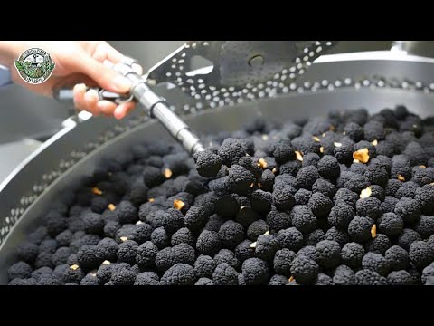 Why Truffle Is The Most Luxurious Mushroom | Truffle Harvest