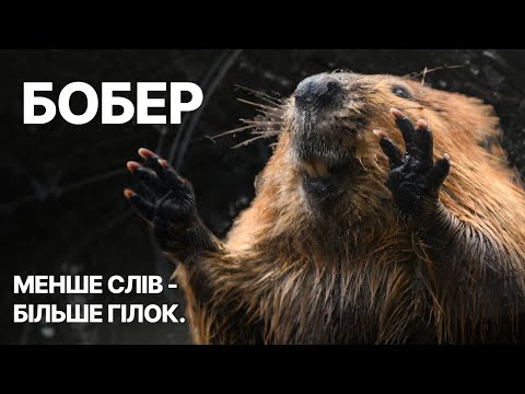 Beaver — an architect who builds without blueprints