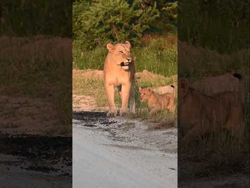 Mother Lioness Checks for Danger Before her Cubs Step out