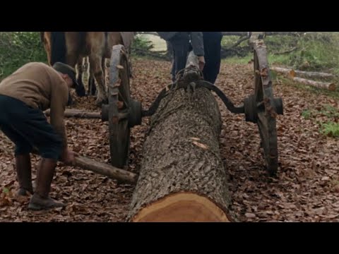 Oak Logging by Hand — An Epic Journey from Forest to Mill