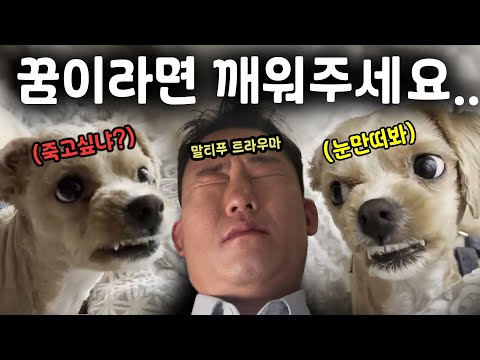 The "King of Violence" Maltese, oblivious to the kindness of those who raised him, attacks his fa...