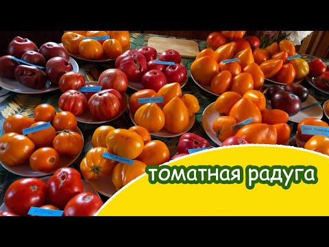 Большая дегустация крупноплодных сортовых томатов 2025