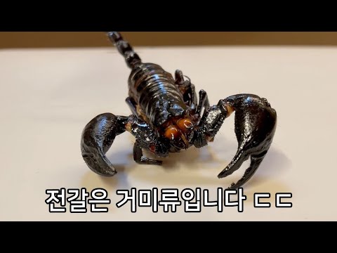 당신이 '전갈'에서 보지 못한 것들 (갑각류 아님)